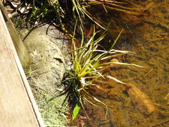 Philydrum lanuginosum