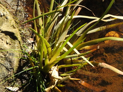 Philydrum lanuginosum