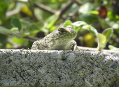 Sceloporus esperanzae