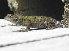 Sceloporus esperanzae