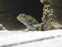 Sceloporus esperanzae