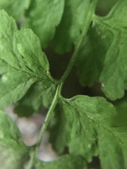 Cystopteris laurentiana