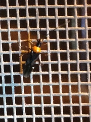 Pseudoxenetus regalis