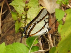 Polyura eudamippus formosana