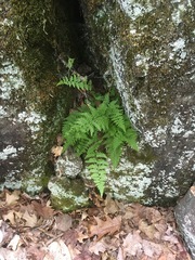 Cystopteris laurentiana