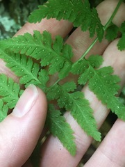 Cystopteris laurentiana