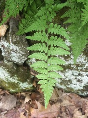 Cystopteris laurentiana