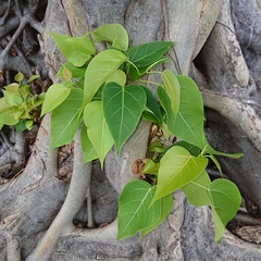 Ficus rumphii