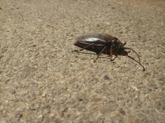 Prionus besikanus