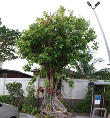 Ficus rumphii