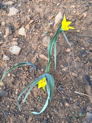 Calochortus monophyllus