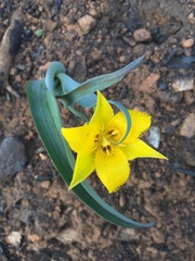 Calochortus monophyllus