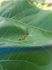 Myrmaplata plataleoides