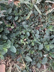 Boerhavia diffusa diffusa