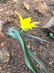 Calochortus monophyllus