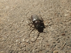 Prionus besikanus