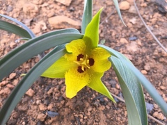 Calochortus monophyllus