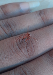 Myrmaplata plataleoides