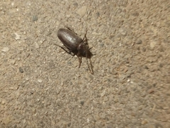 Prionus besikanus