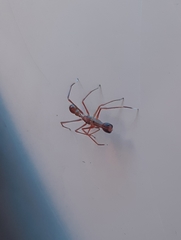 Myrmaplata plataleoides