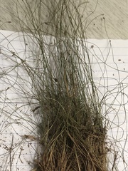 Eleocharis brittonii