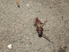 Prionus besikanus