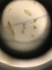 Eleocharis brittonii