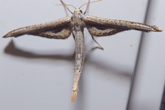 Meskea dyspteraria