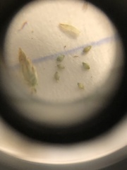 Eleocharis brittonii