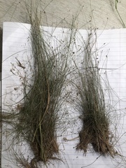 Eleocharis brittonii