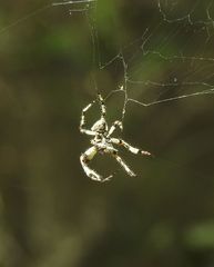 Araneus bicentenarius