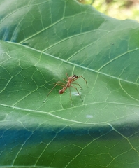 Myrmaplata plataleoides