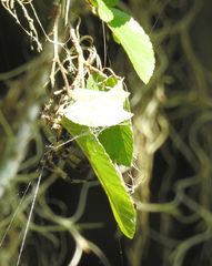 Araneus bicentenarius