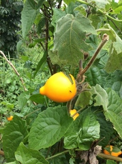Solanum mammosum