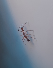 Myrmaplata plataleoides