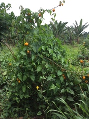 Solanum mammosum