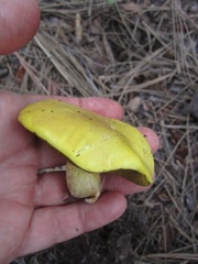 Suillus kaibabensis