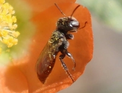 Macroteropsis