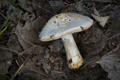Amanita populiphila