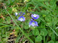 Veronica nevadensis