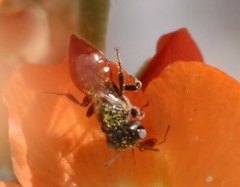 Macroteropsis