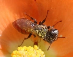 Macroteropsis