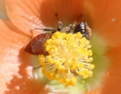 Macroteropsis
