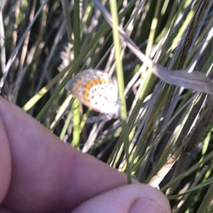 Plebejus melissa paradoxa