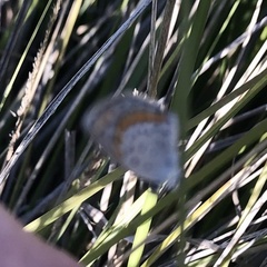 Plebejus melissa paradoxa