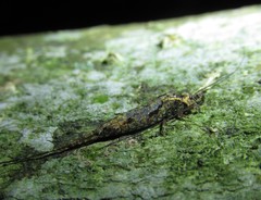 Nesomachilis
