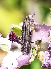 Agrilus felix