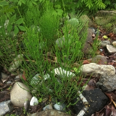 Equisetum arvense