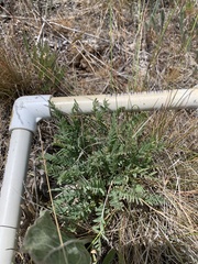 Astragalus reventiformis