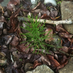 Equisetum arvense